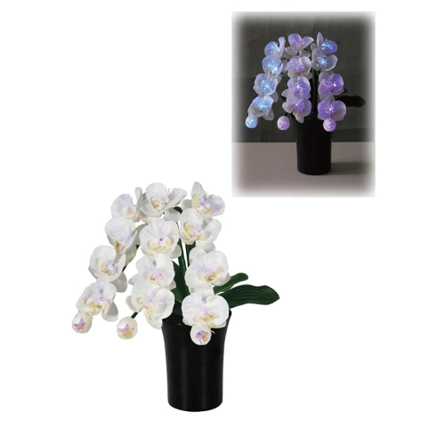 ルミナス こちょうらん